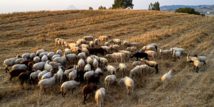 Πιερία: «Τα ζώα ήταν η ζωή του» λέει ο αδερφός του κτηνοτρόφου που αυτοκτόνησε μετά την θανάτωση 1.000 προβάτων του